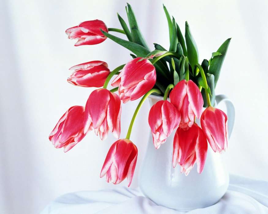 8 марта, Букеты, Цветы, Растения, Тюльпаны
