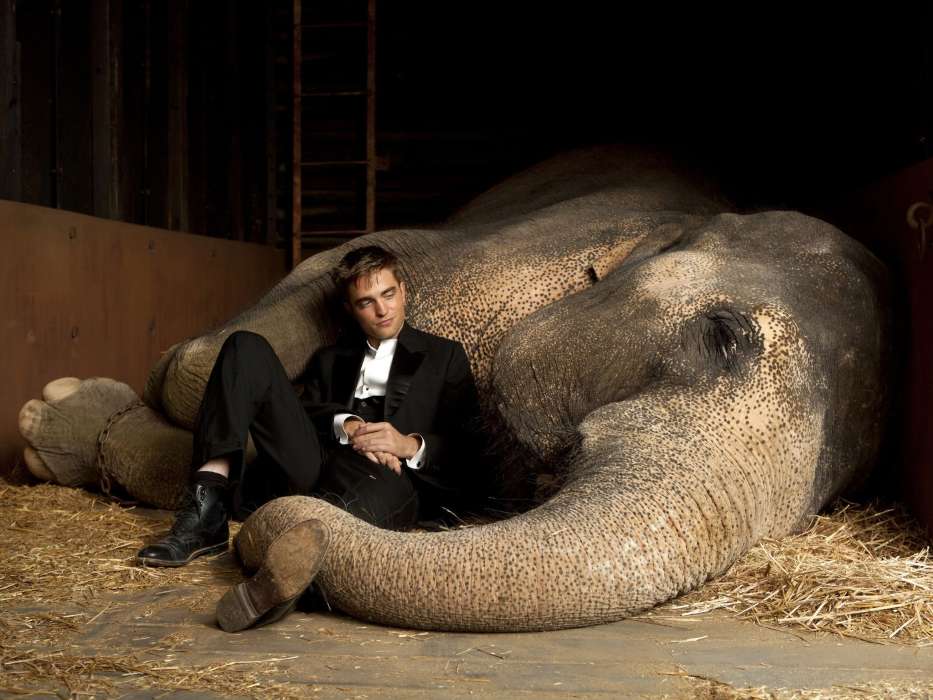 Актеры, Кино, Люди, Мужчины, Роберт Паттинсон (Robert Pattinson), Слоны, Животные
