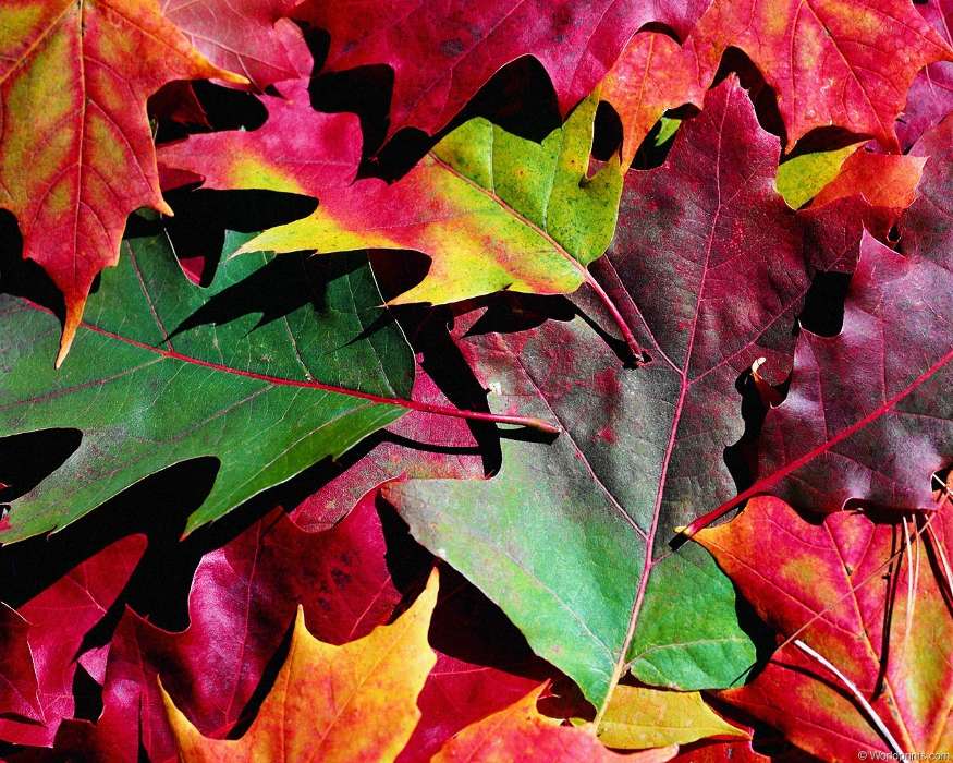 Листья, Осень, Растения, Фон