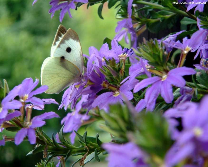 Бабочки, Цветы, Насекомые