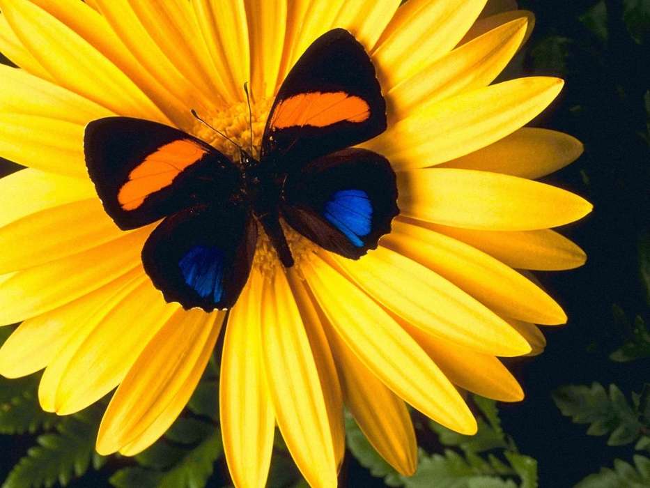 Бабочки, Цветы, Насекомые
