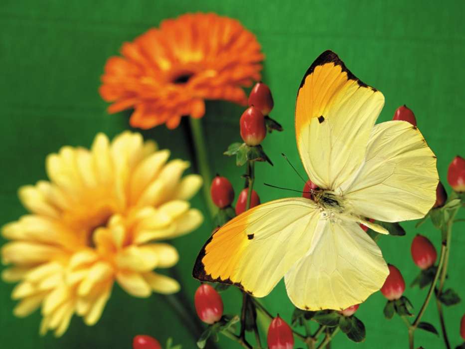 Бабочки,Цветы,Растения