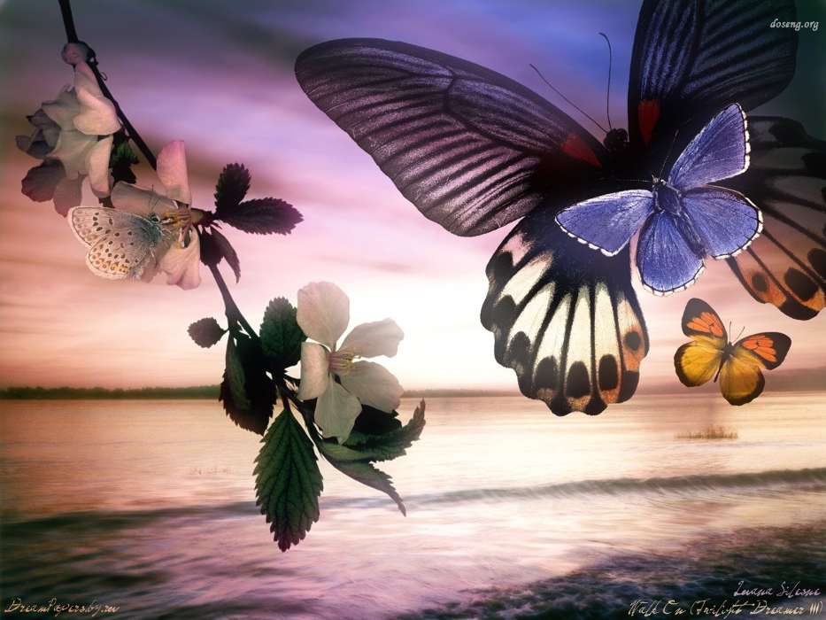 Бабочки, Насекомые