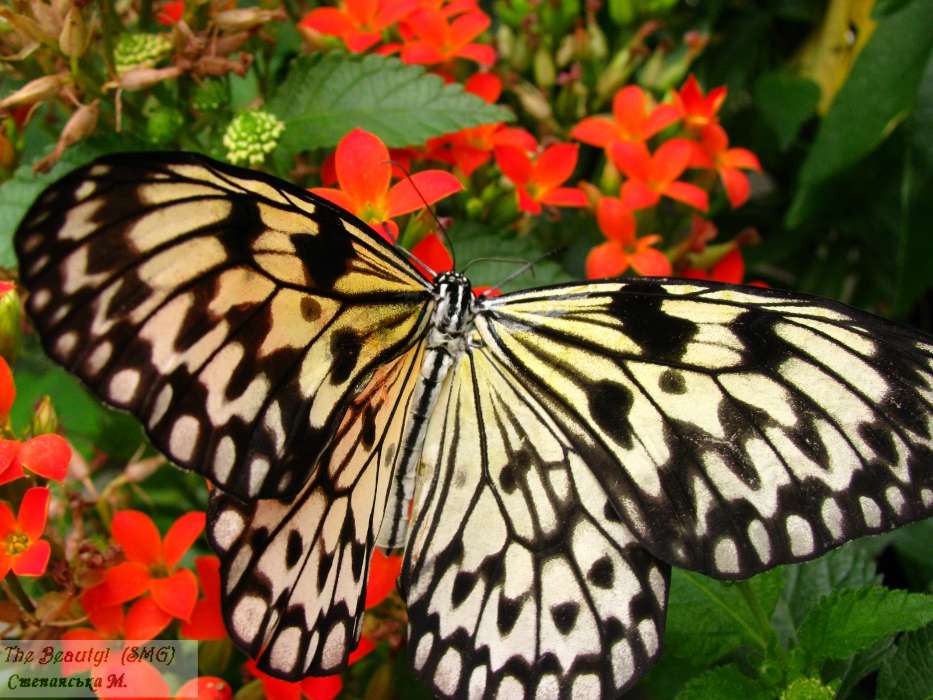 Бабочки, Насекомые