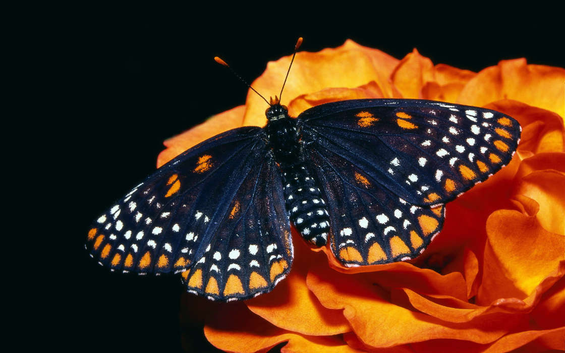 Бабочки,Насекомые