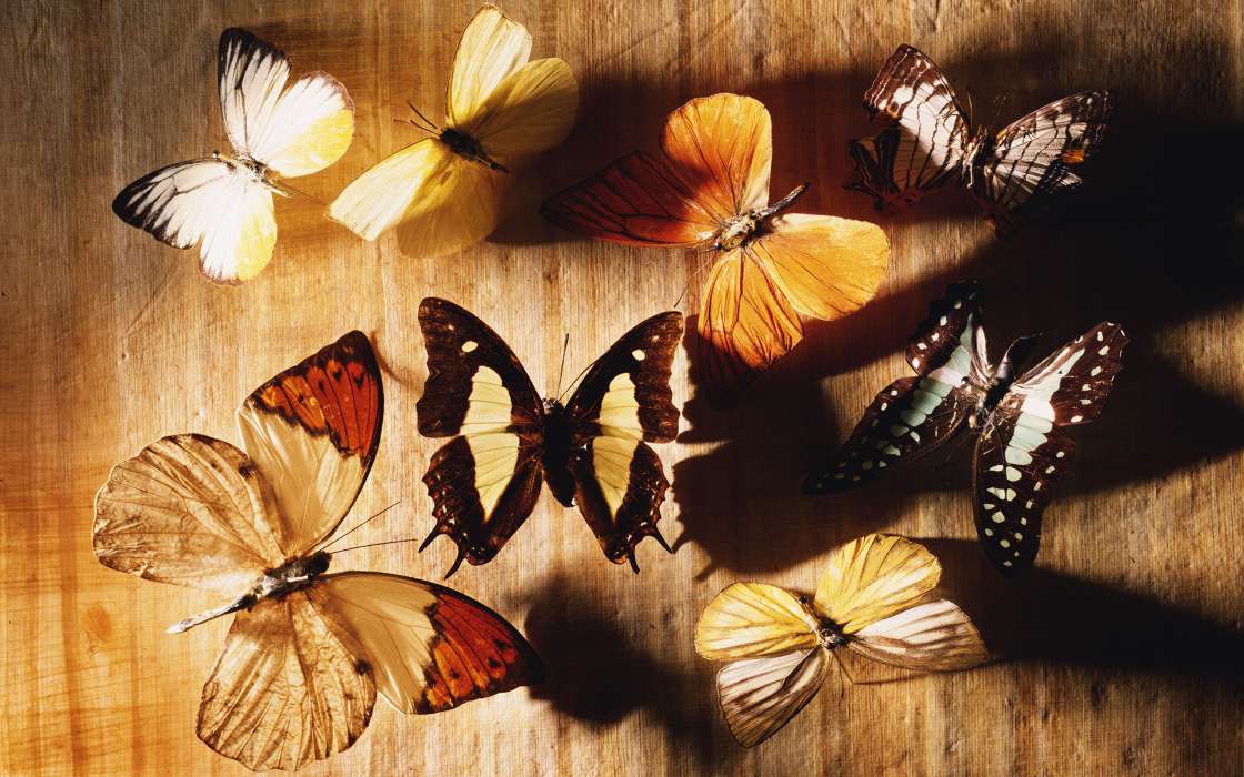 Бабочки,Насекомые