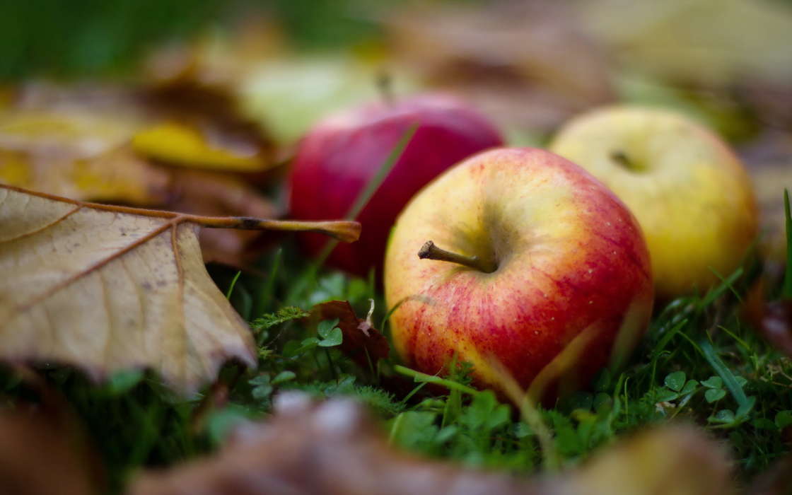 Яблоки, Еда, Фрукты, Листья, Осень, Растения