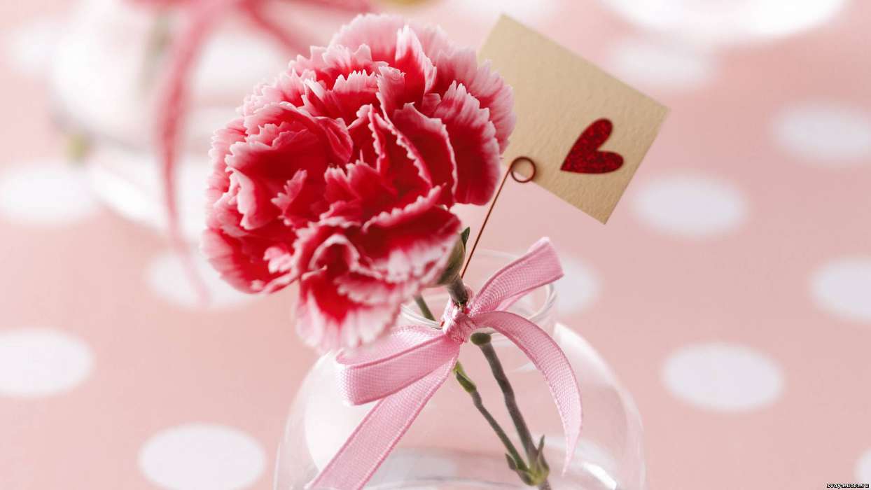 Цветы, День святого Валентина (Valentine&#039;s day), Гвоздики, Любовь, Праздники, Растения, Сердца