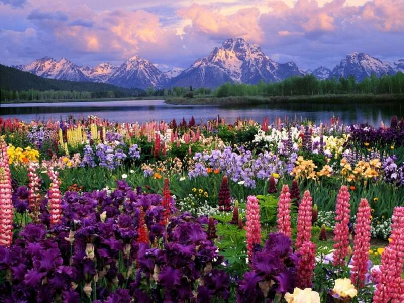 Цветы,Горы,Пейзаж