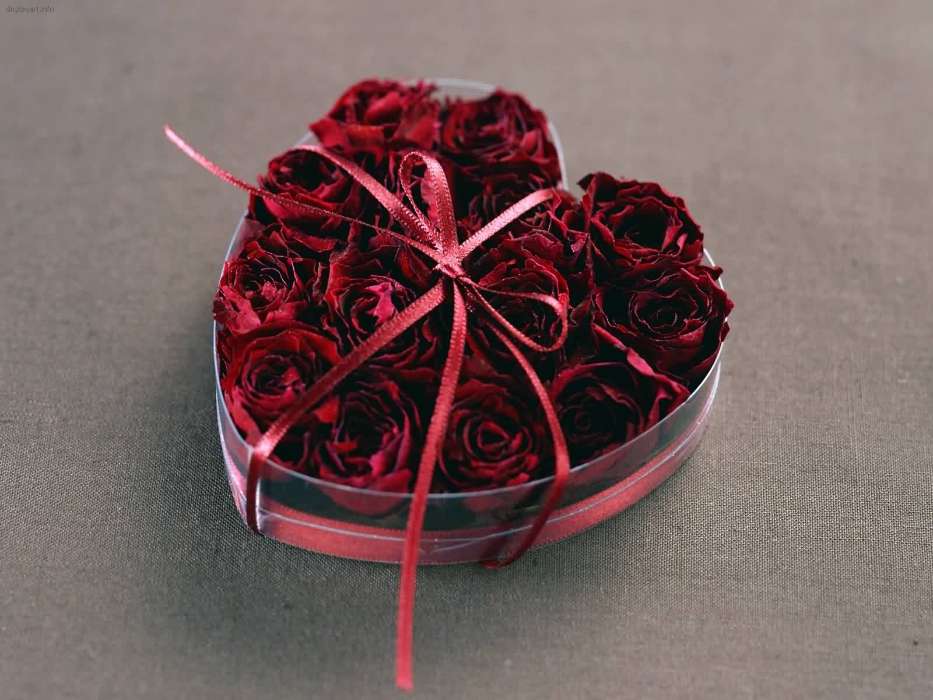 День святого Валентина (Valentine&#039;s day), Любовь, Праздники, Растения, Розы, Сердца, Цветы