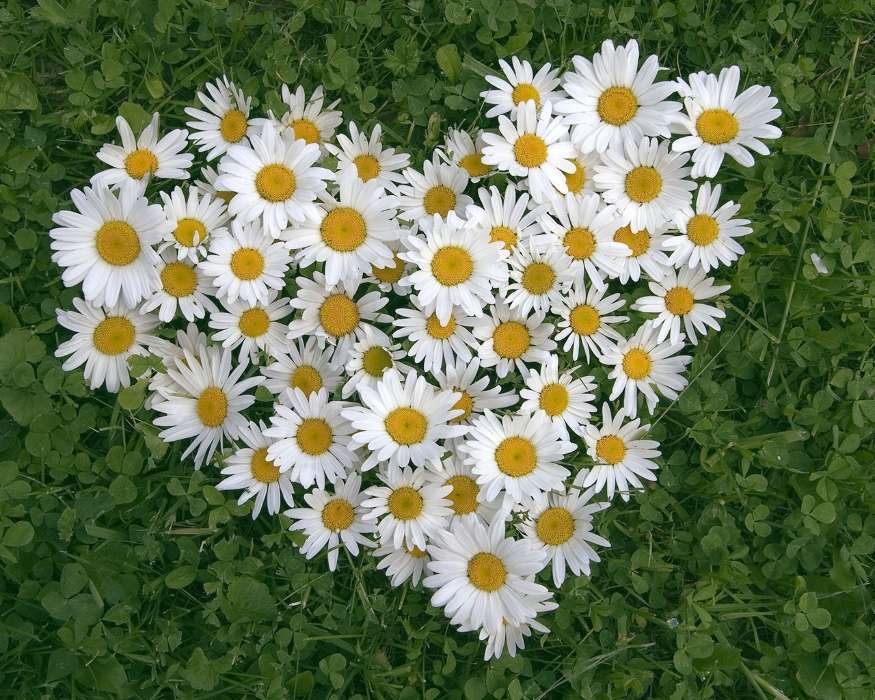 День святого Валентина (Valentine&#039;s day), Любовь, Растения, Ромашки, Сердца, Цветы