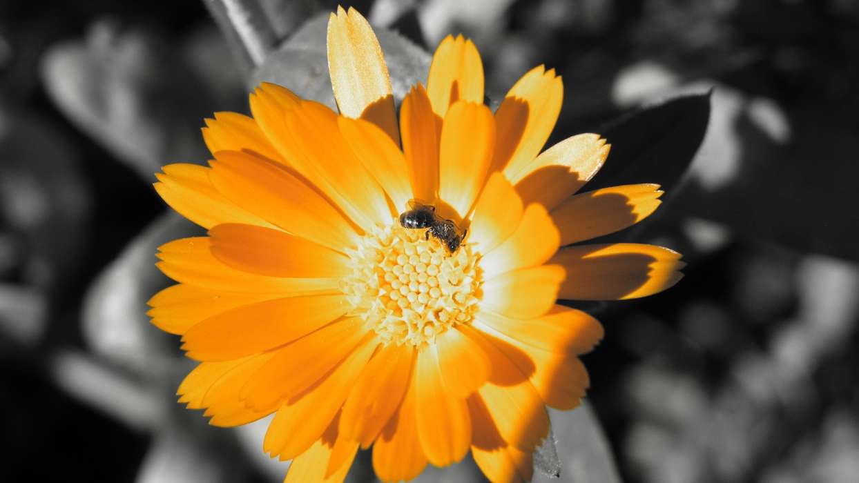 Цветы,Насекомые,Пчелы