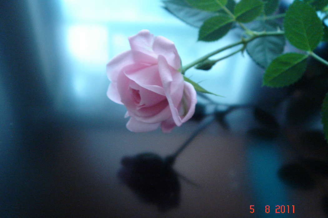 Цветы, Растения, Розы