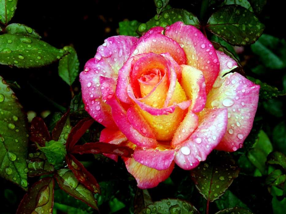 Роза Фото Цветов Скачать Бесплатно