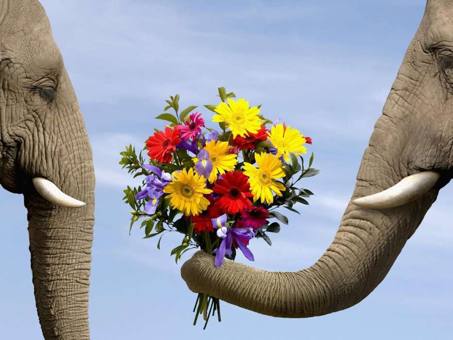 Цветы,Слоны,Животные