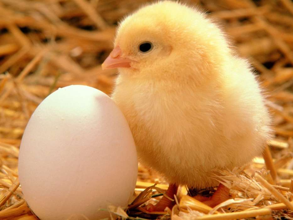 Цыплята, Яйца, Животные