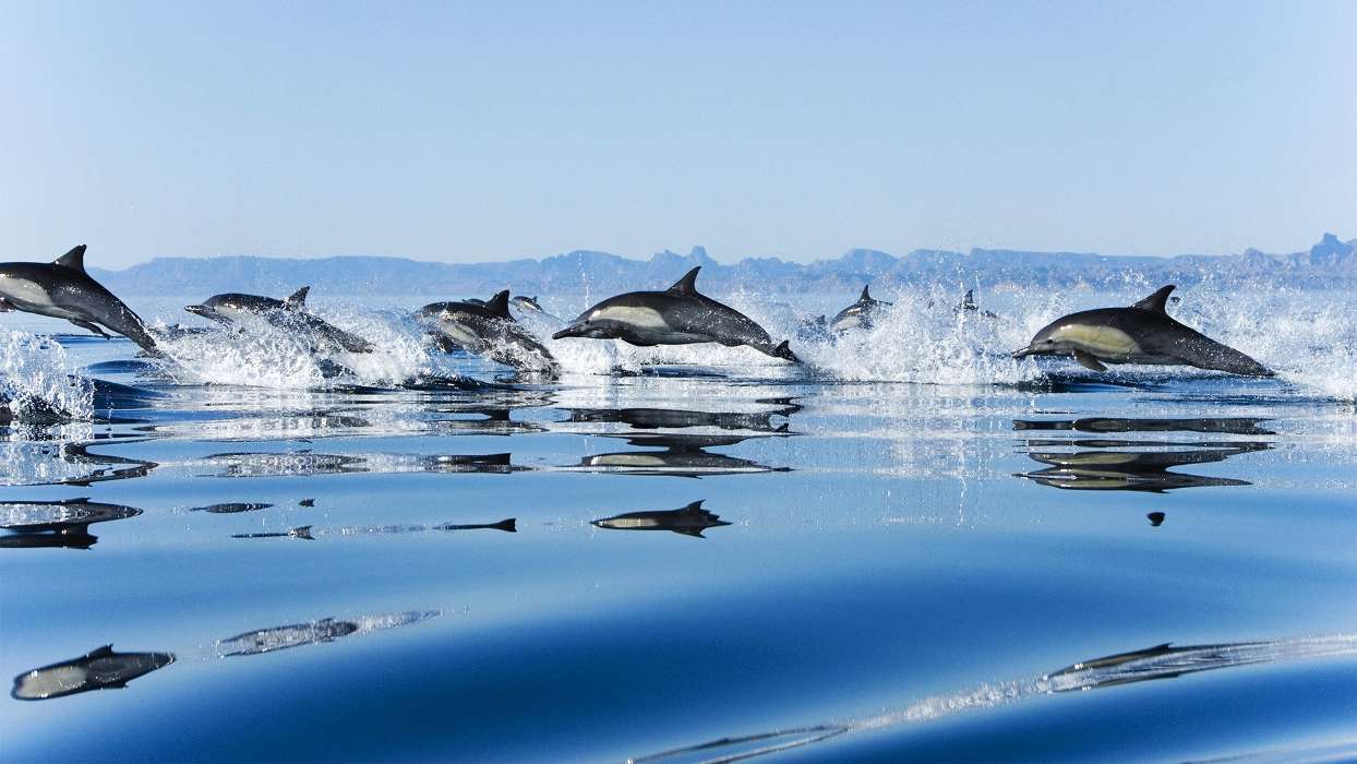 Дельфины,Море,Пейзаж,Животные