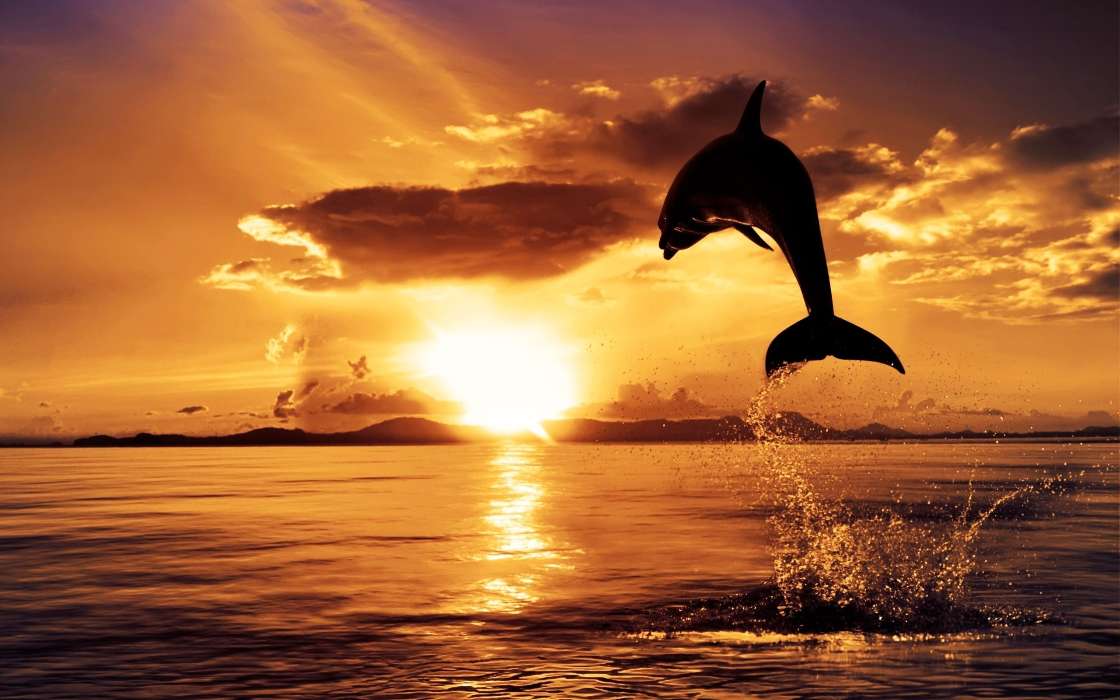 Дельфины,Море,Пейзаж,Животные