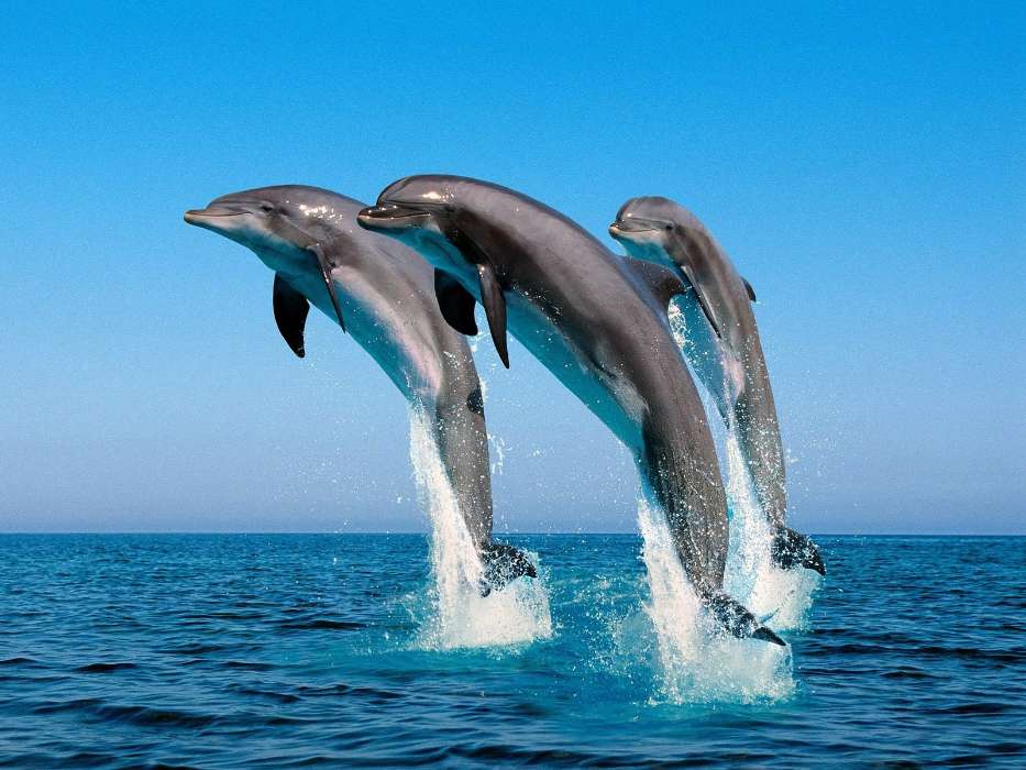Дельфины, Море, Рыбы, Вода, Животные