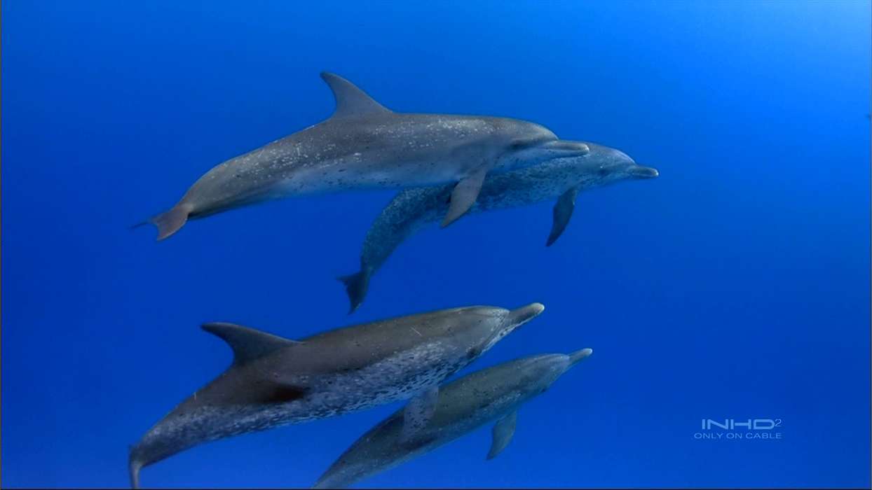Дельфины, Море, Рыбы, Животные