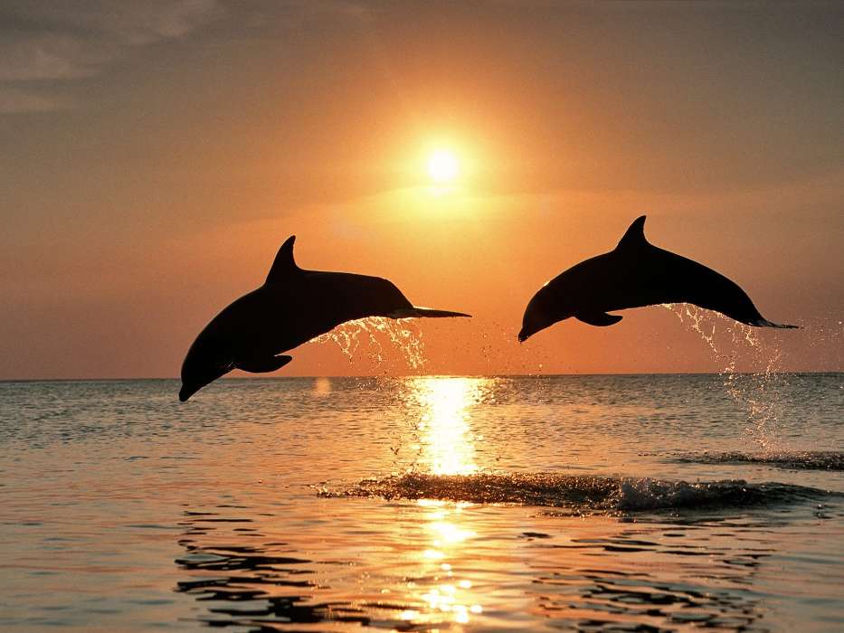 Дельфины, Море, Солнце, Закат, Животные