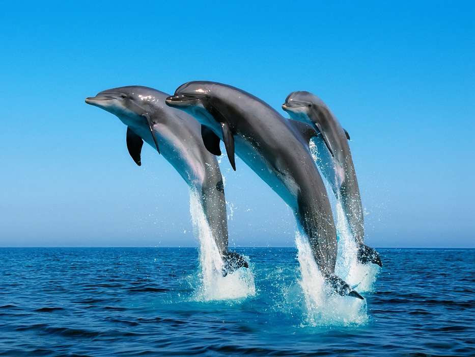 Дельфины, Море, Вода, Животные