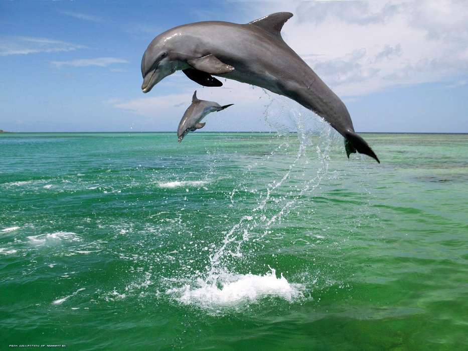 Дельфины, Море, Вода, Животные