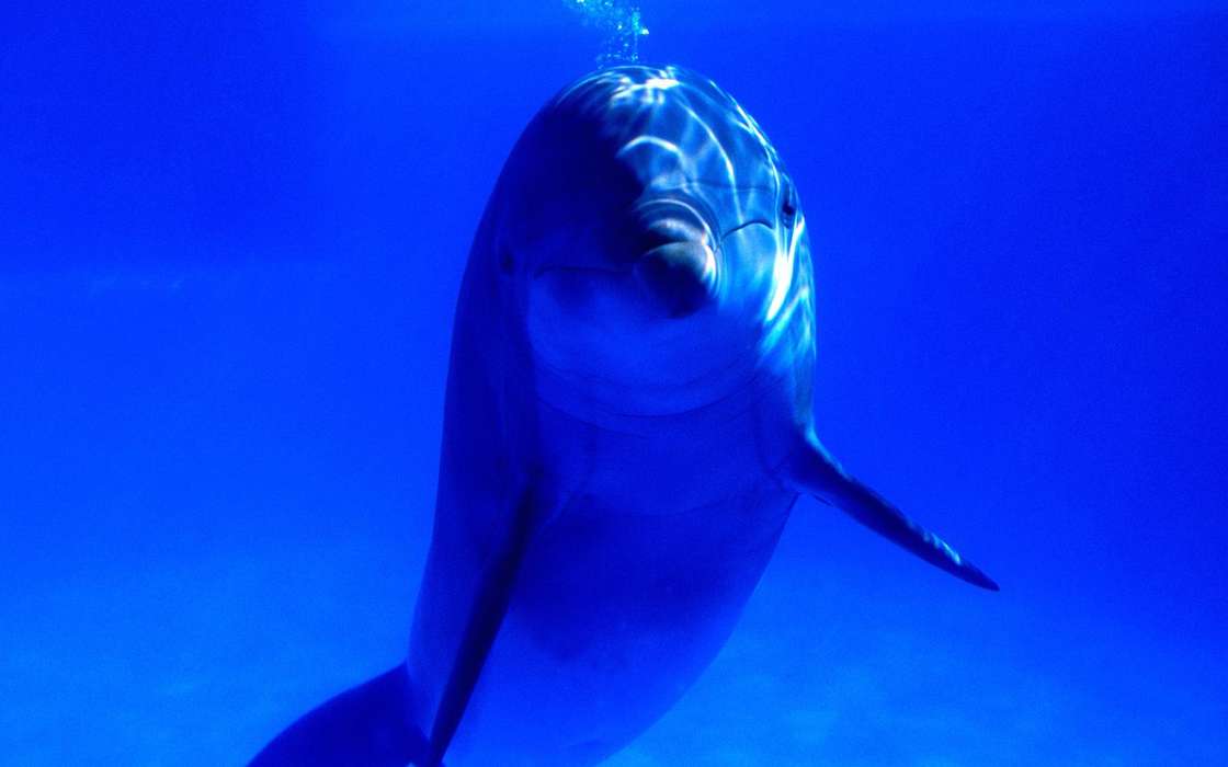 Дельфины, Море, Животные