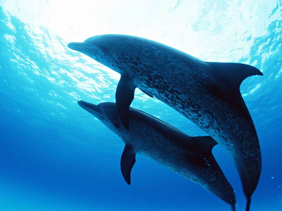 Дельфины, Море, Животные