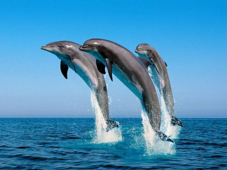Дельфины,Море,Животные