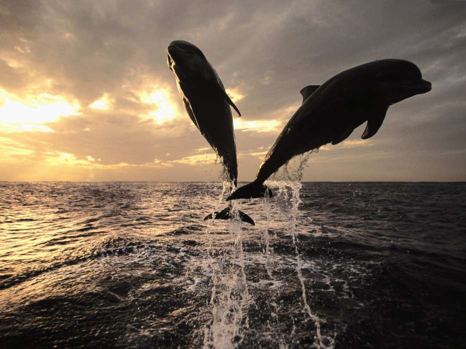 Дельфины,Море,Животные