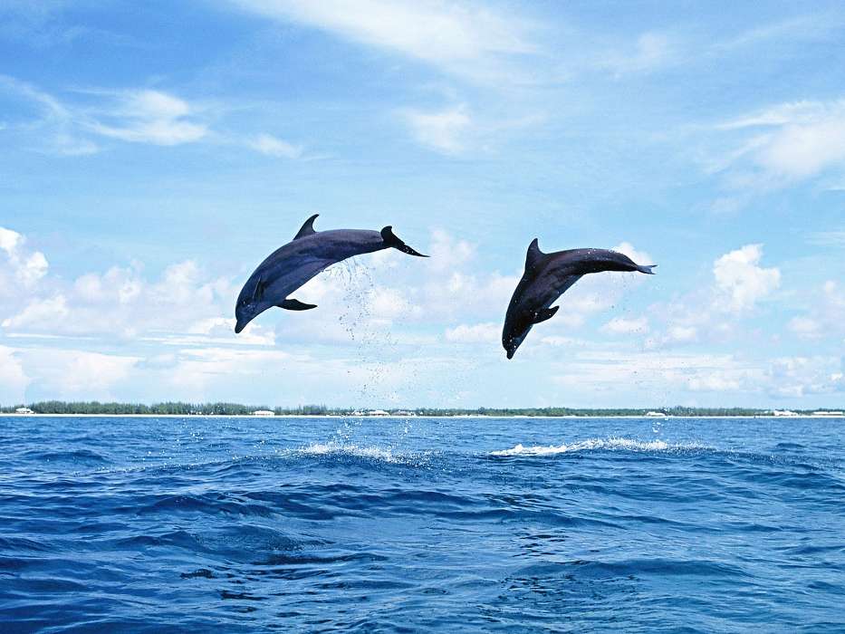 Дельфины, Природа, Животные