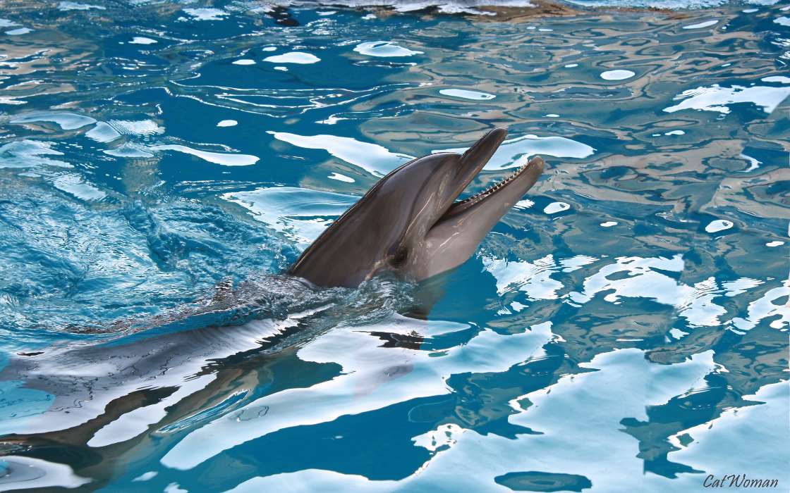 Дельфины, Вода, Животные