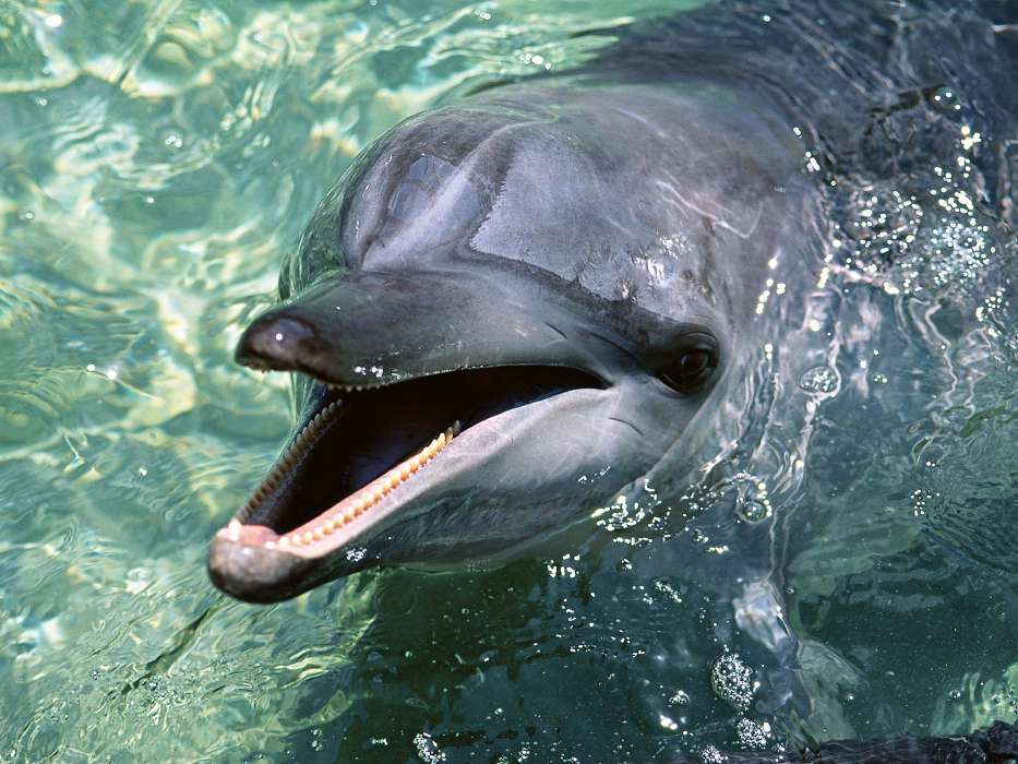 Дельфины, Вода, Животные