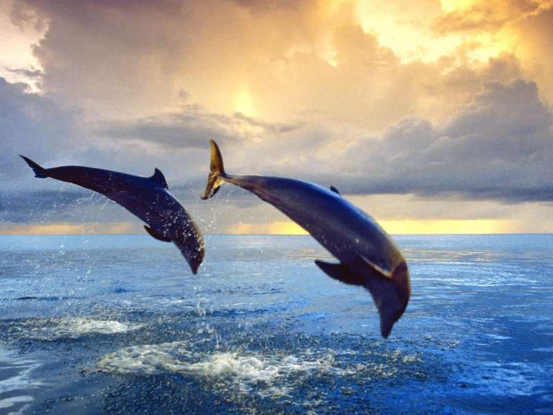 Дельфины,Животные