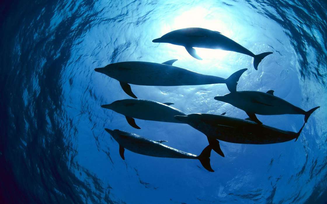 Дельфины,Животные