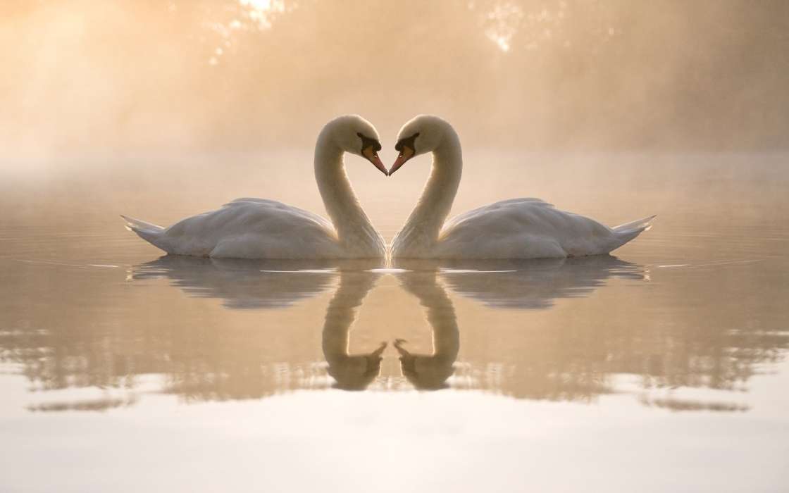 День святого Валентина (Valentine&#039;s day), Лебеди, Любовь, Птицы, Сердца, Вода, Животные