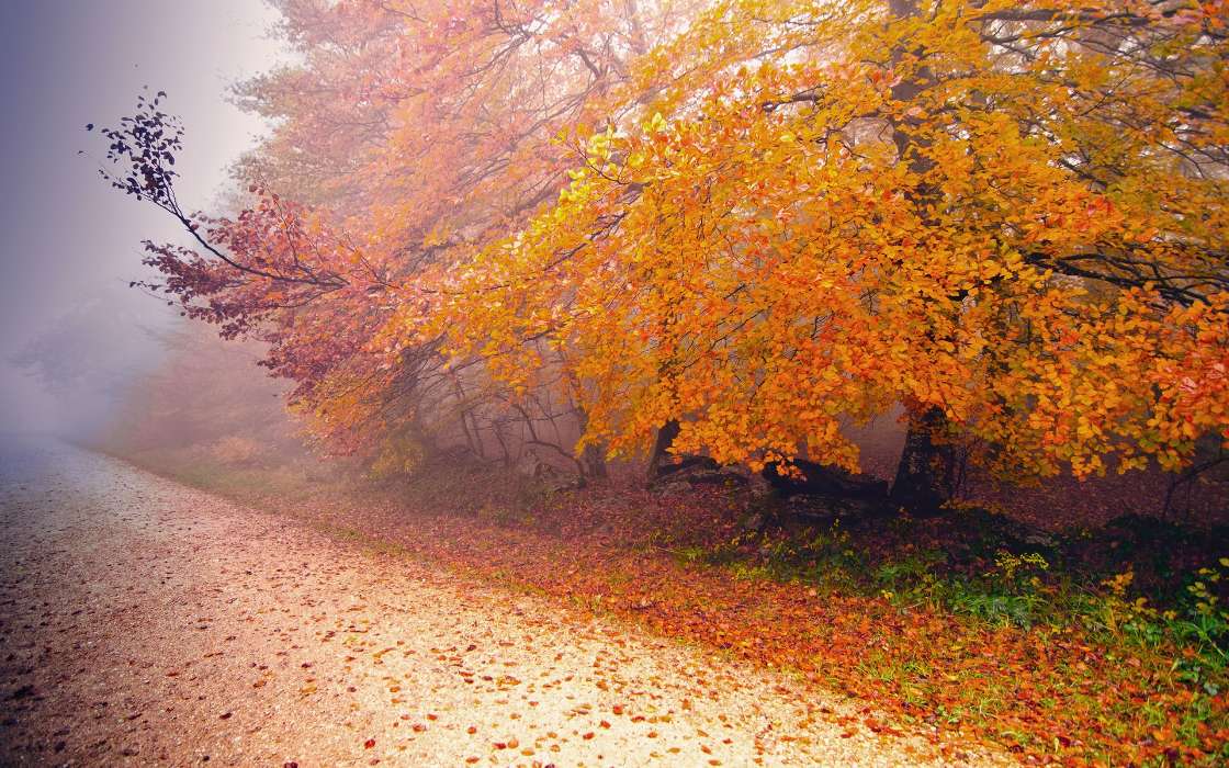 Деревья, Дороги, Листья, Осень, Пейзаж