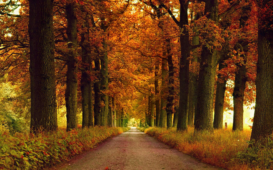 Деревья,Дороги,Осень,Пейзаж
