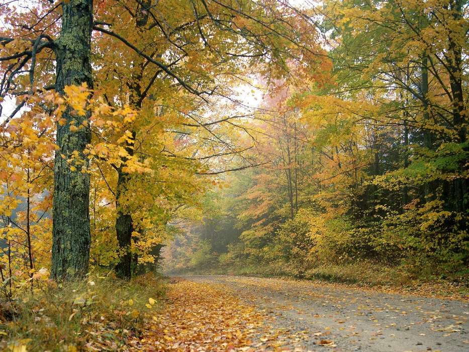 Деревья, Дороги, Осень, Пейзаж