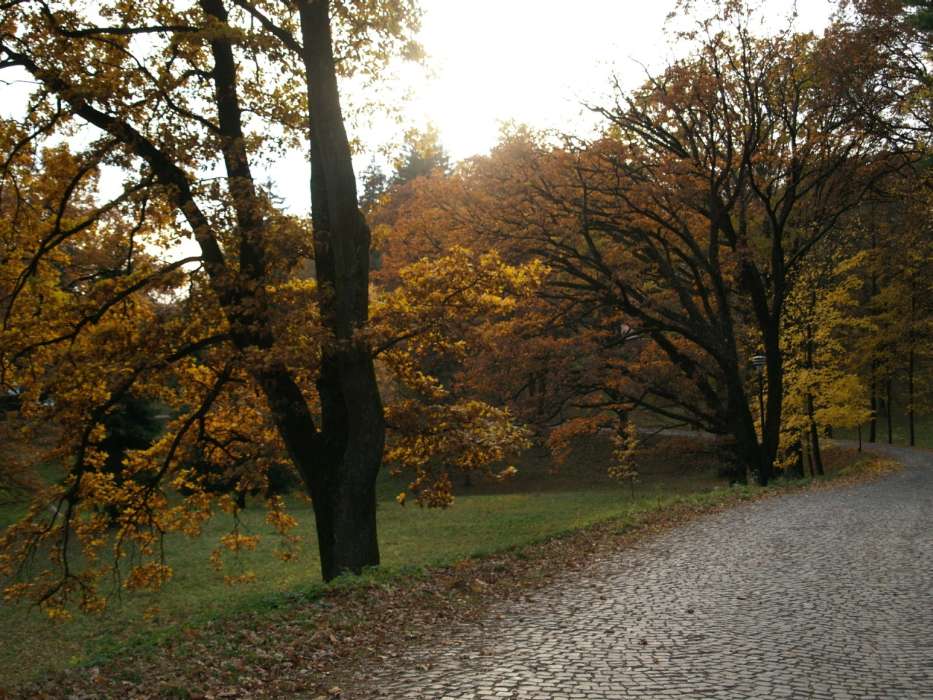 Деревья, Дороги, Осень, Пейзаж
