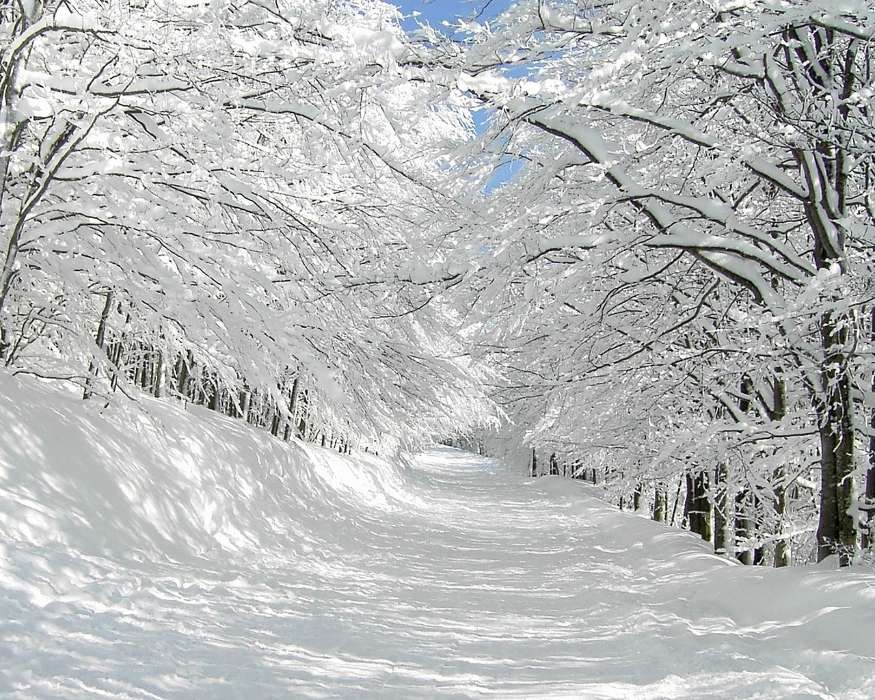 Деревья, Дороги, Пейзаж, Снег