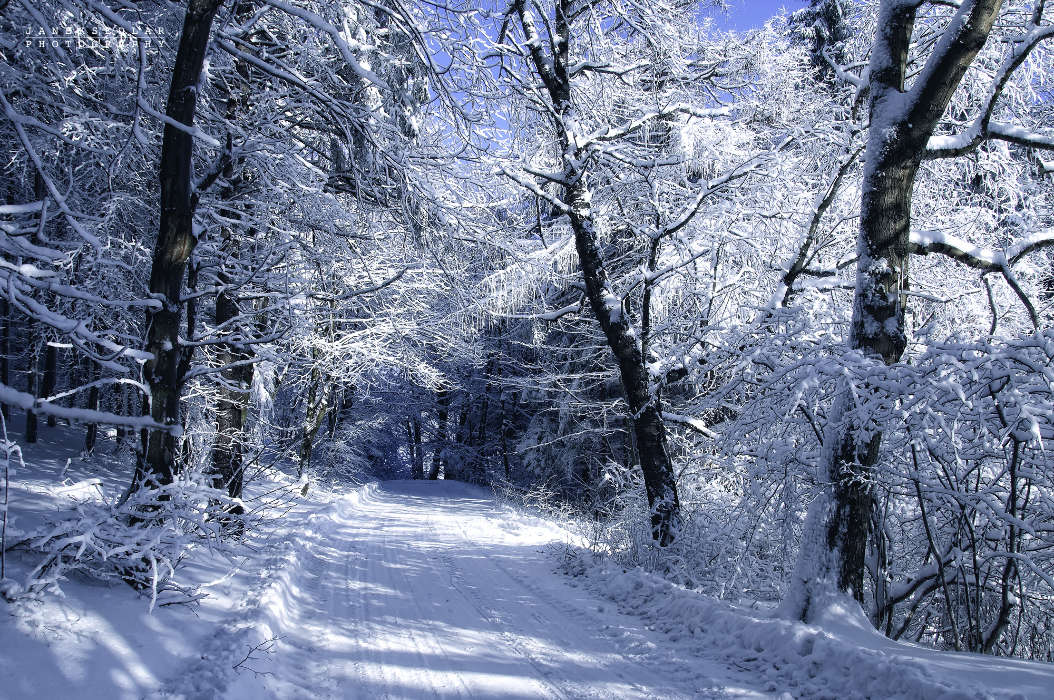 Деревья, Дороги, Пейзаж, Снег, Зима