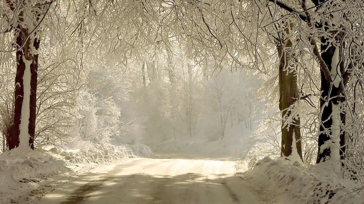 Деревья, Дороги, Пейзаж, Снег, Зима
