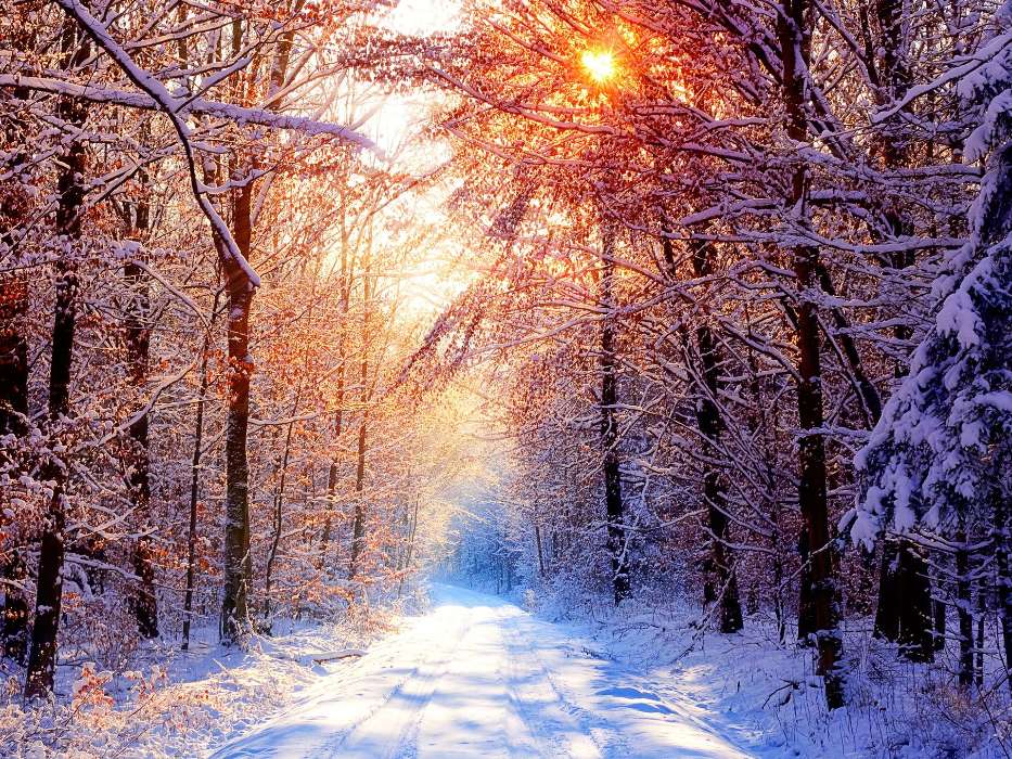 Деревья, Дороги, Пейзаж, Солнце, Зима