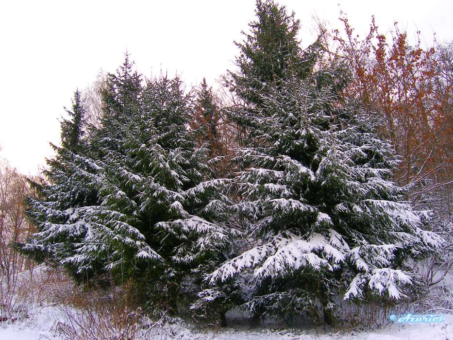 Деревья, Елки, Пейзаж, Зима