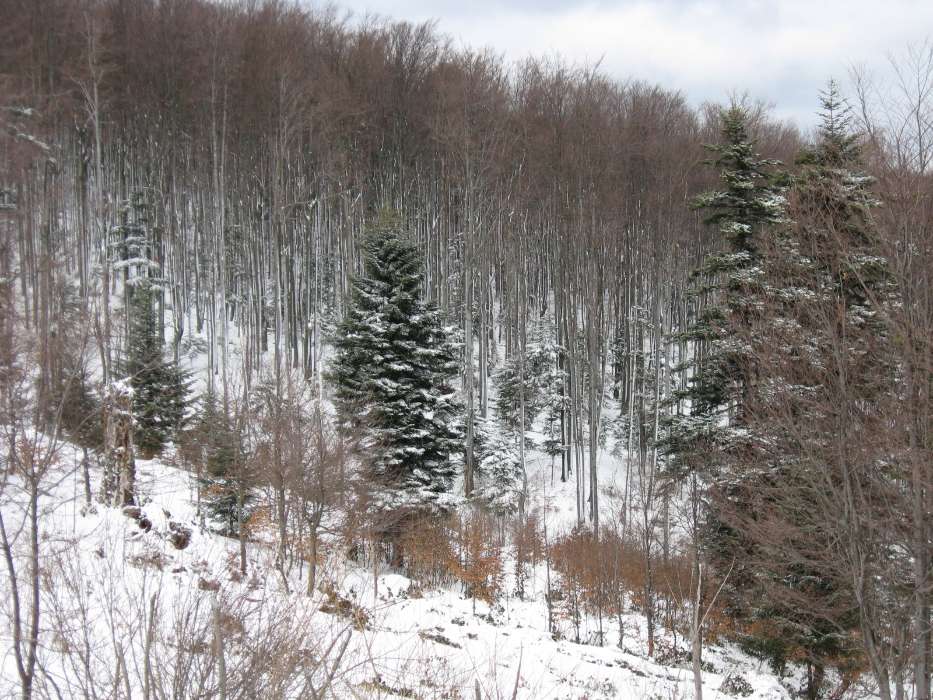 Деревья, Елки, Пейзаж, Зима