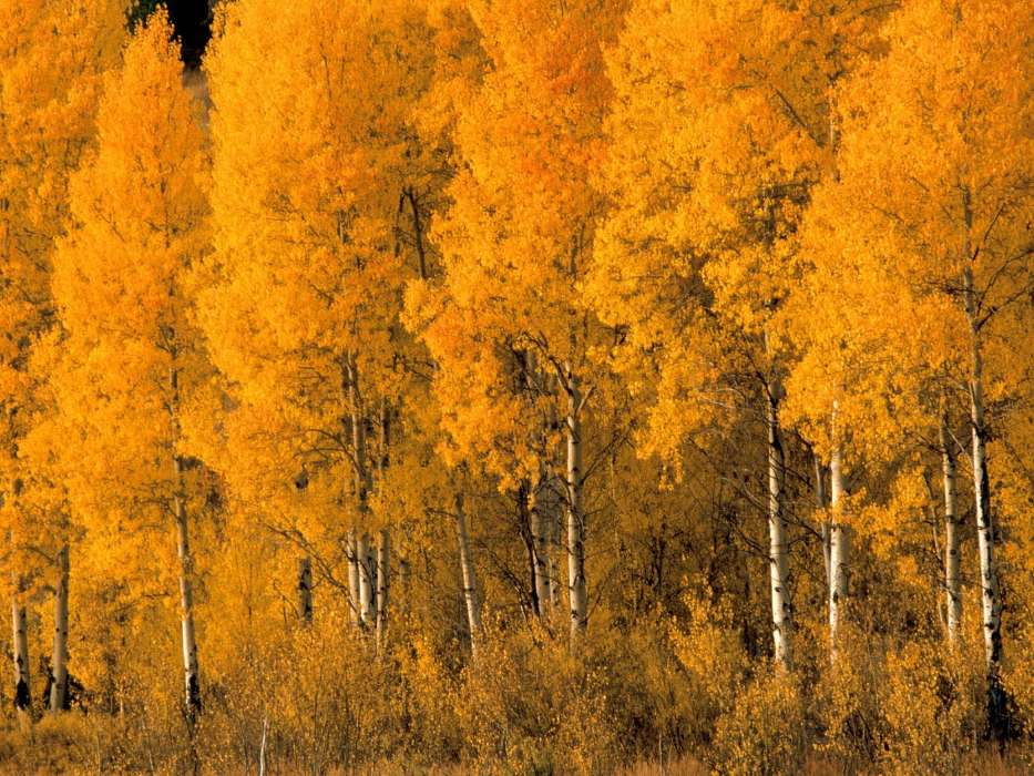 Деревья,Березы,Осень,Пейзаж,Природа