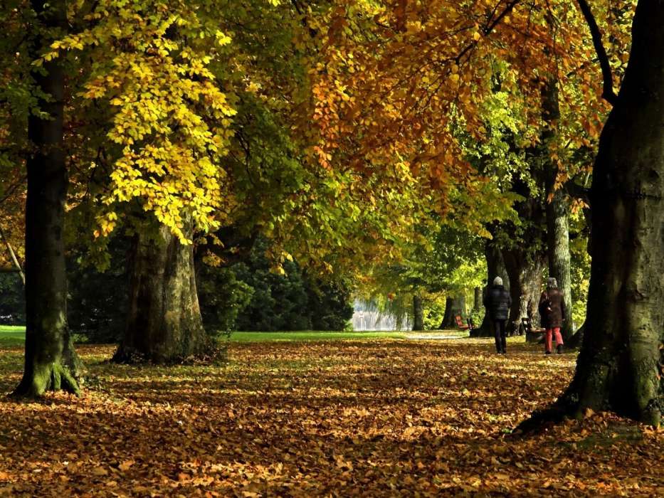 Деревья, Листья, Осень, Парки, Пейзаж