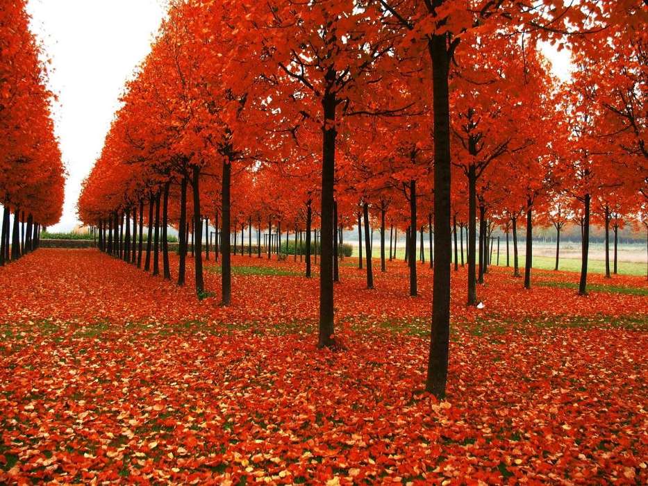 Деревья, Листья, Осень, Пейзаж